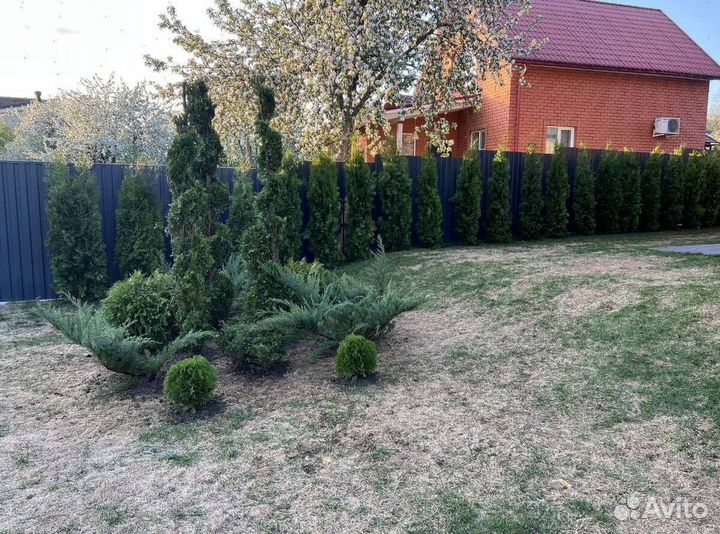 Туя Смарагд с гарантией приживаемости