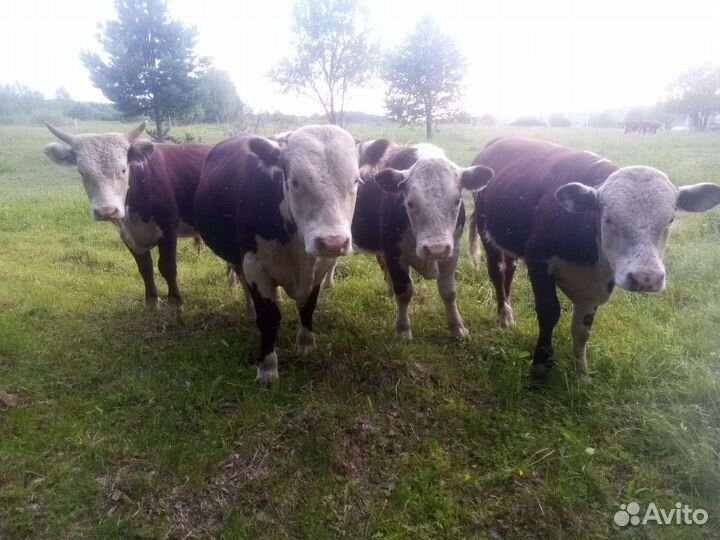 Экологически чистая мраморная говядина (телятина)