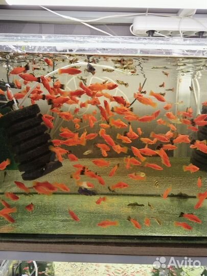 Аквариумные рыбки, аквариум