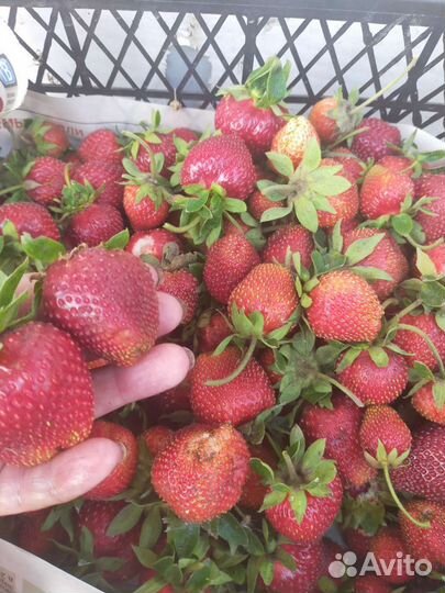 Рассада клубники