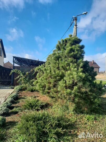 Сосна черная