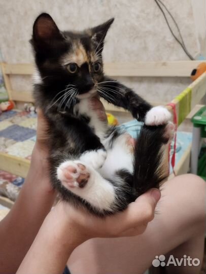 Отдадим бесплатно котят в хорошие руки