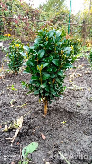 Самшит, буксус