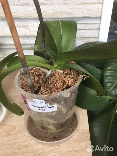 Орхидея цветущая