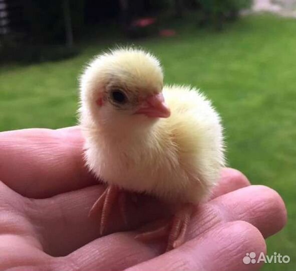 Корм для змей