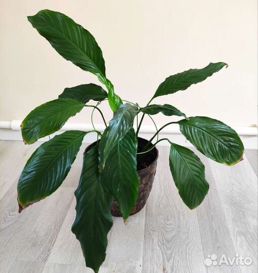 Спатифиллум