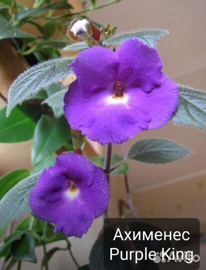 Ахименес, эсхинантус, колумнея