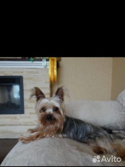 Йоркширский терьер щенки