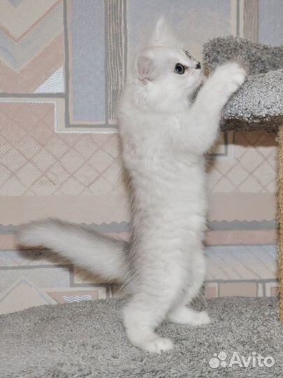 Британский котенок девочка