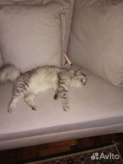 Нашлась кошка