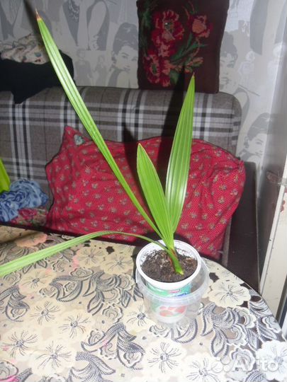 Финиковая пальма, хавортия