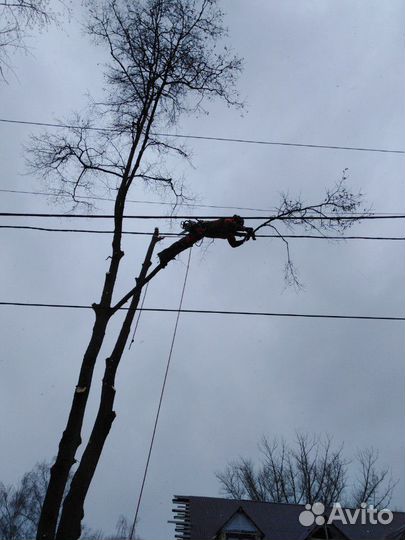 Спил деревьев