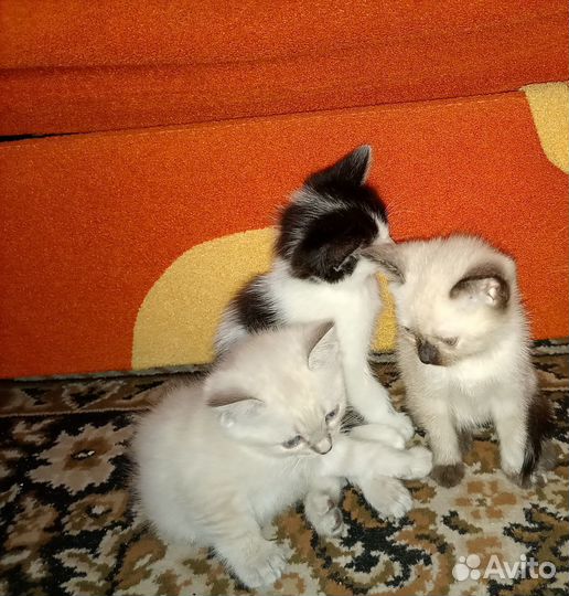 Котята в добрые руки
