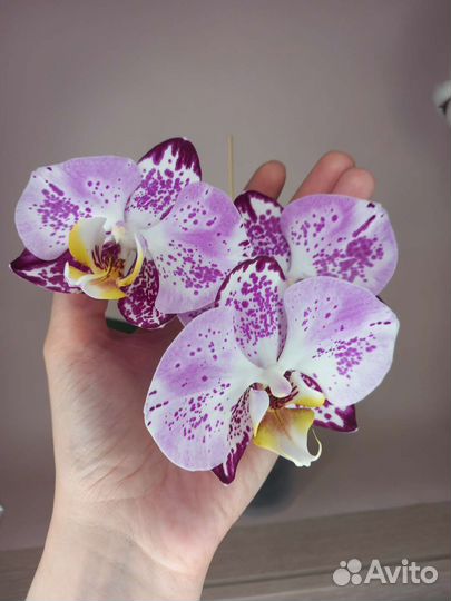 Орхидея фаленопсис