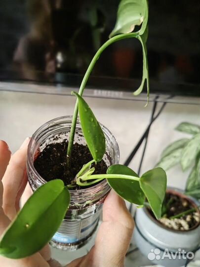 Филодендрон стоповидный