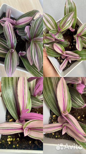 Традесканции каллизии сеткриазии