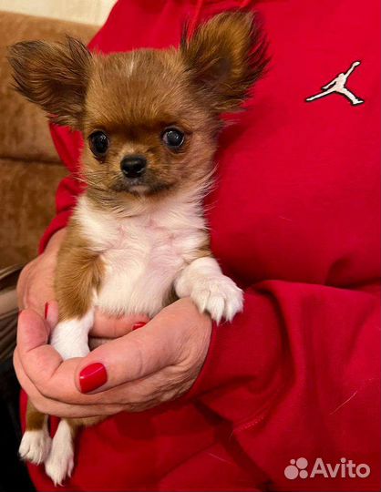 Чихуахуа мини девочка