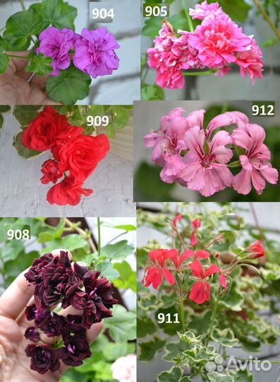 Ампельные плющелистные пеларгонии укорен черенки