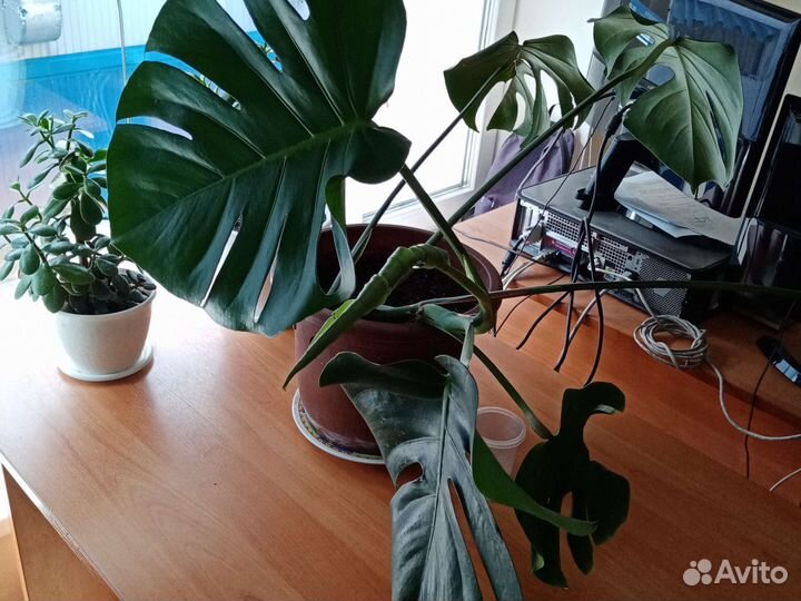 Монстера большая