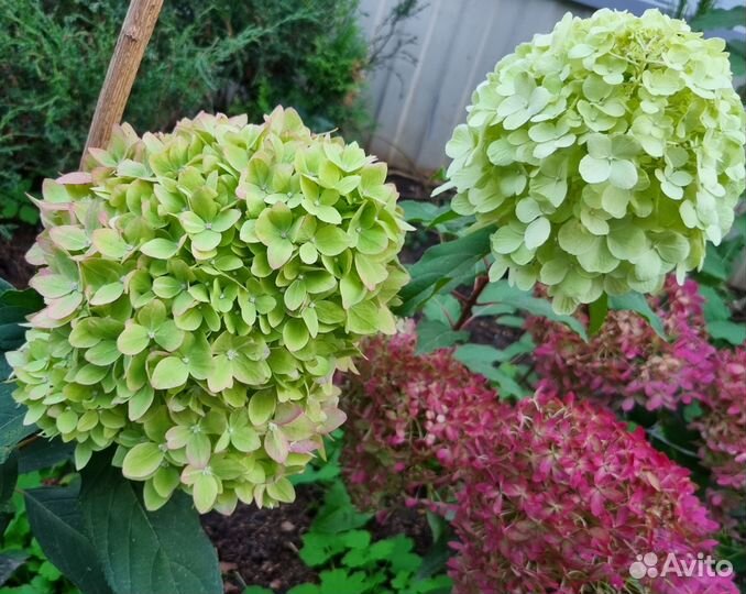 Гортензия метельчатая