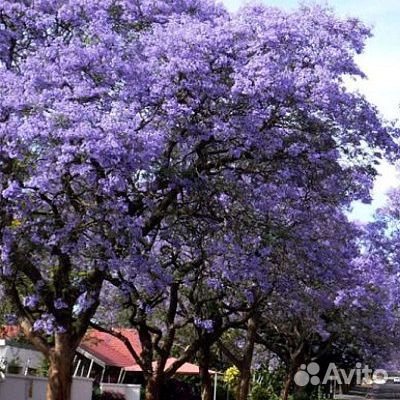 Декоративные деревья, зкс, подробно в тексте