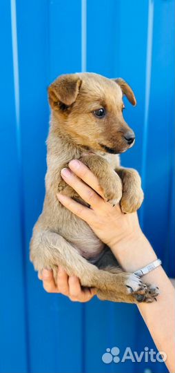 Нежная Лялечка