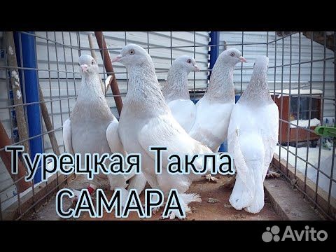 Продажа турецких(такла) и бакинских голубей-шейки