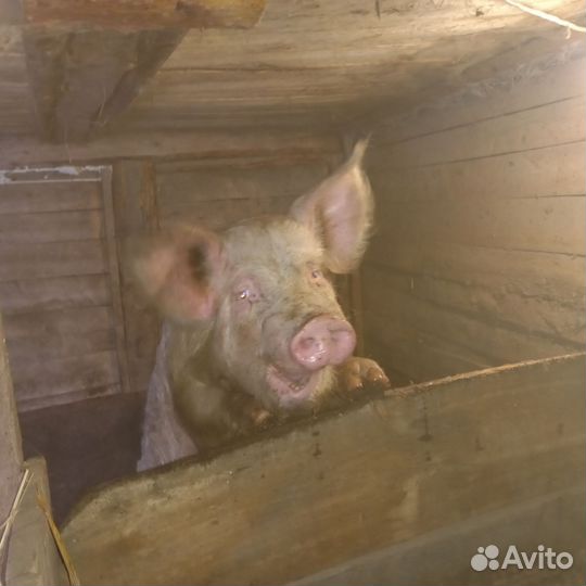 Хряк на племя