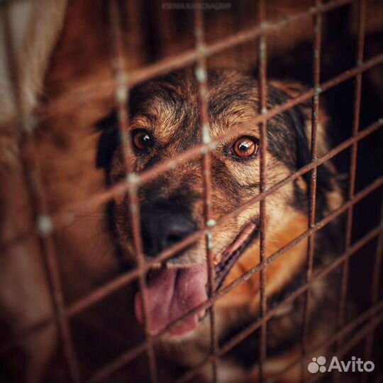 Собака в добрые руки