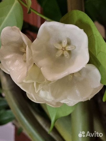 Хойя Danumensis, Wilbur Graves