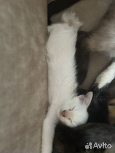 Отдам котят в добрые руки