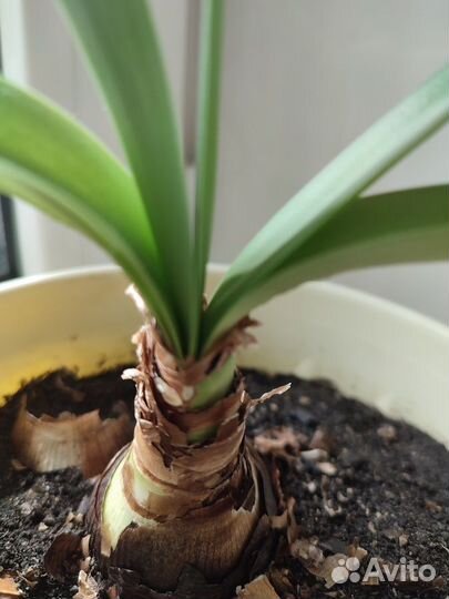 Гиппеаструм