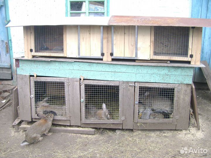 Продам кроликов и петухов