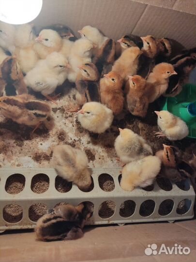 Куры цыплята