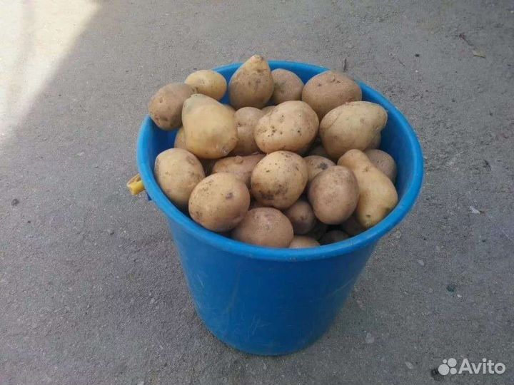 Продам картофель