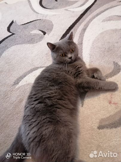 Британская короткошерстная кошка