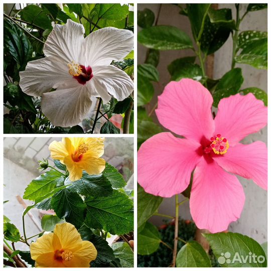 Гибискус тройные прививки