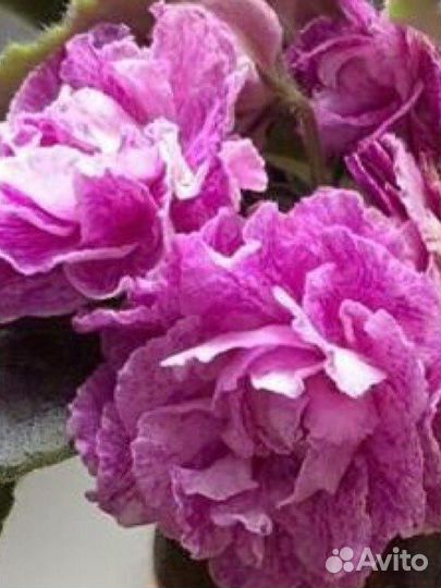 Фиалка в горшках