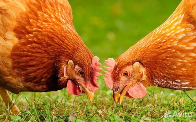 Куры несушки с бесплатной доставкой