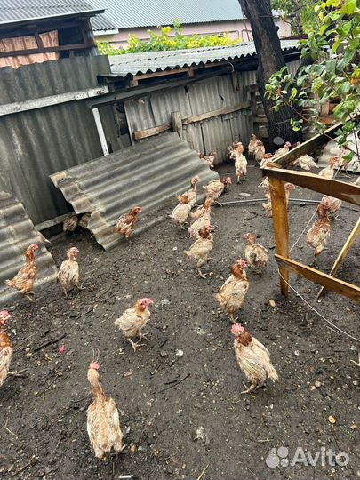 Куры несушки