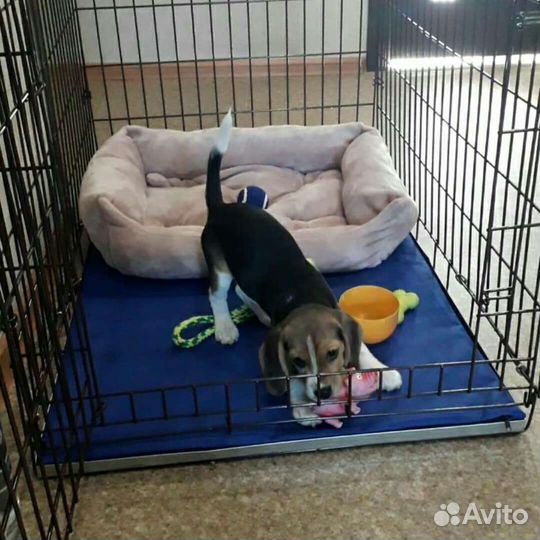 Клетка №4 для собак