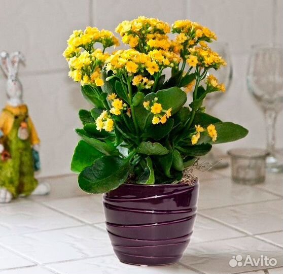 Каланхоэ оранжевый