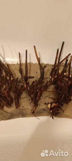 Продаю корни пионов