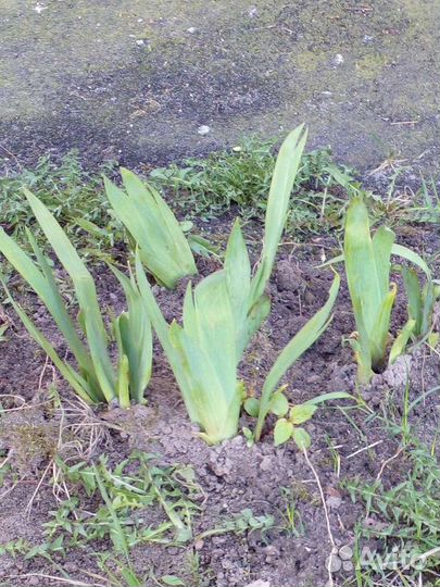 Папоротник.Ирисы.Фиалка садовая.Вербена.Флоксы