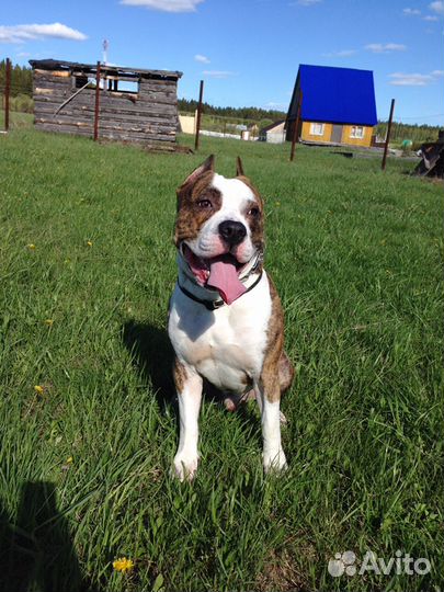 Американский Стаффордширский терьер кобель