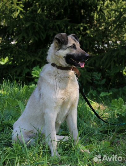 Отдам собаку в добрые руки