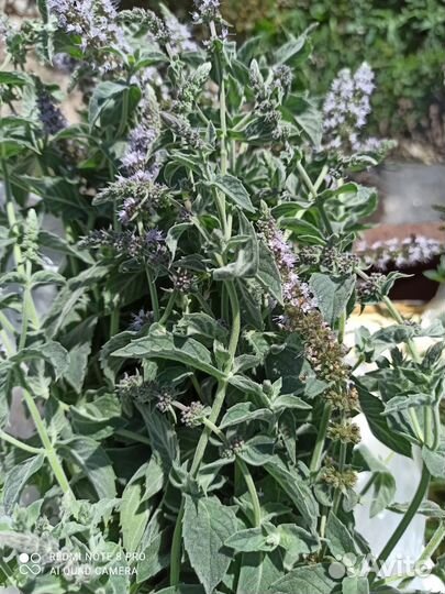 Мята перечная, мелисса, ледяная