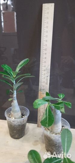 Сансевиерия,адениум мини,каланхое,пальма