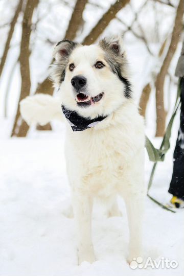 Хозяин отзовись, я тебя очень жду