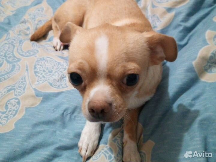 Щенки чихуахуа